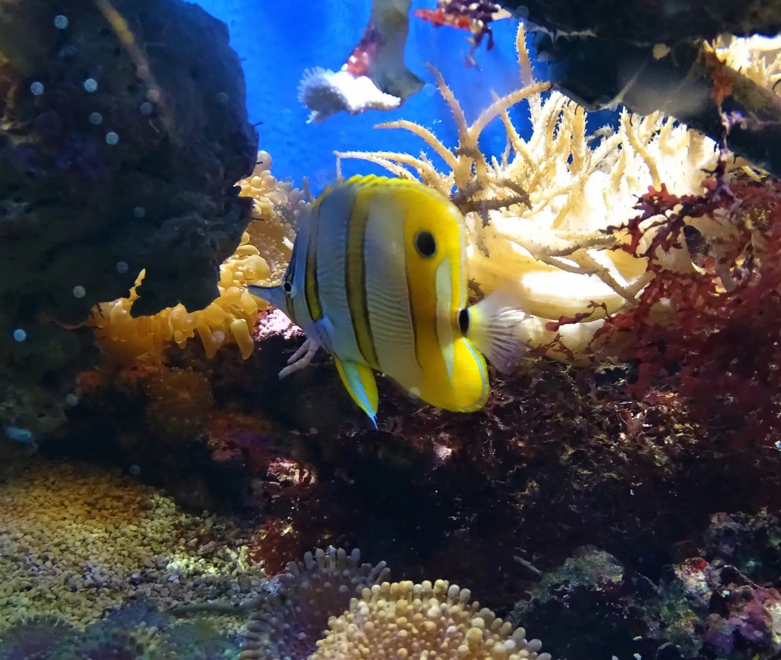 Mobirise Website Builder