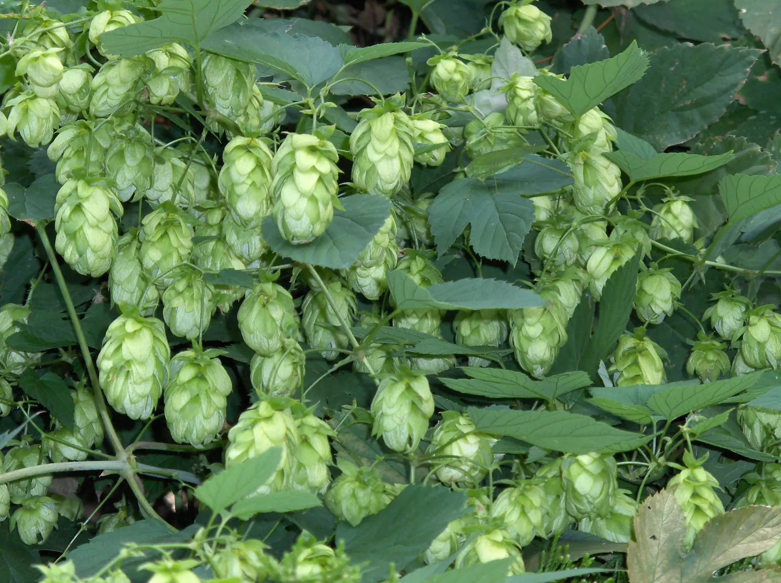 A kép forrása: Unsplash, fotós: Sergio Rota 