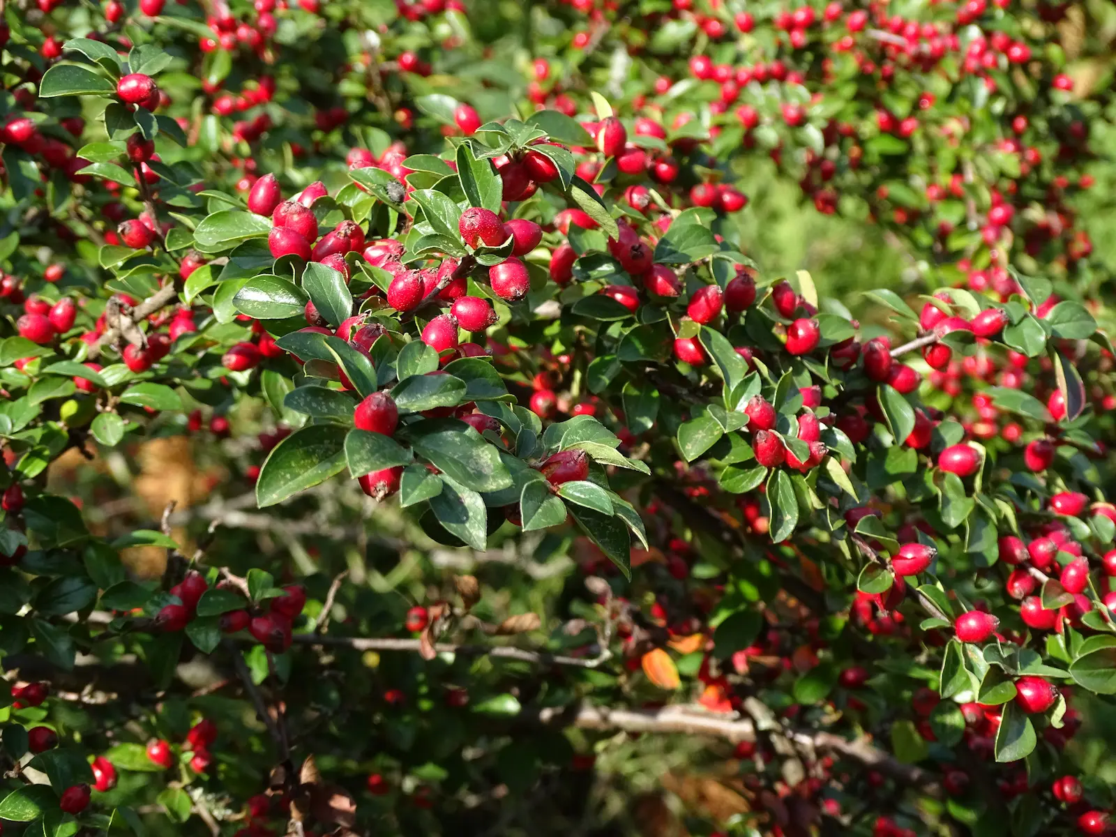 A kép forrása: Unsplash, fotós: Sergio Rota 