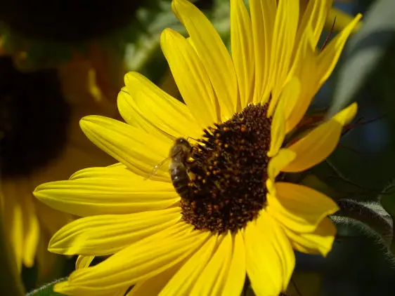 A kép forrása: Unsplash, fotós: Sergio Rota 