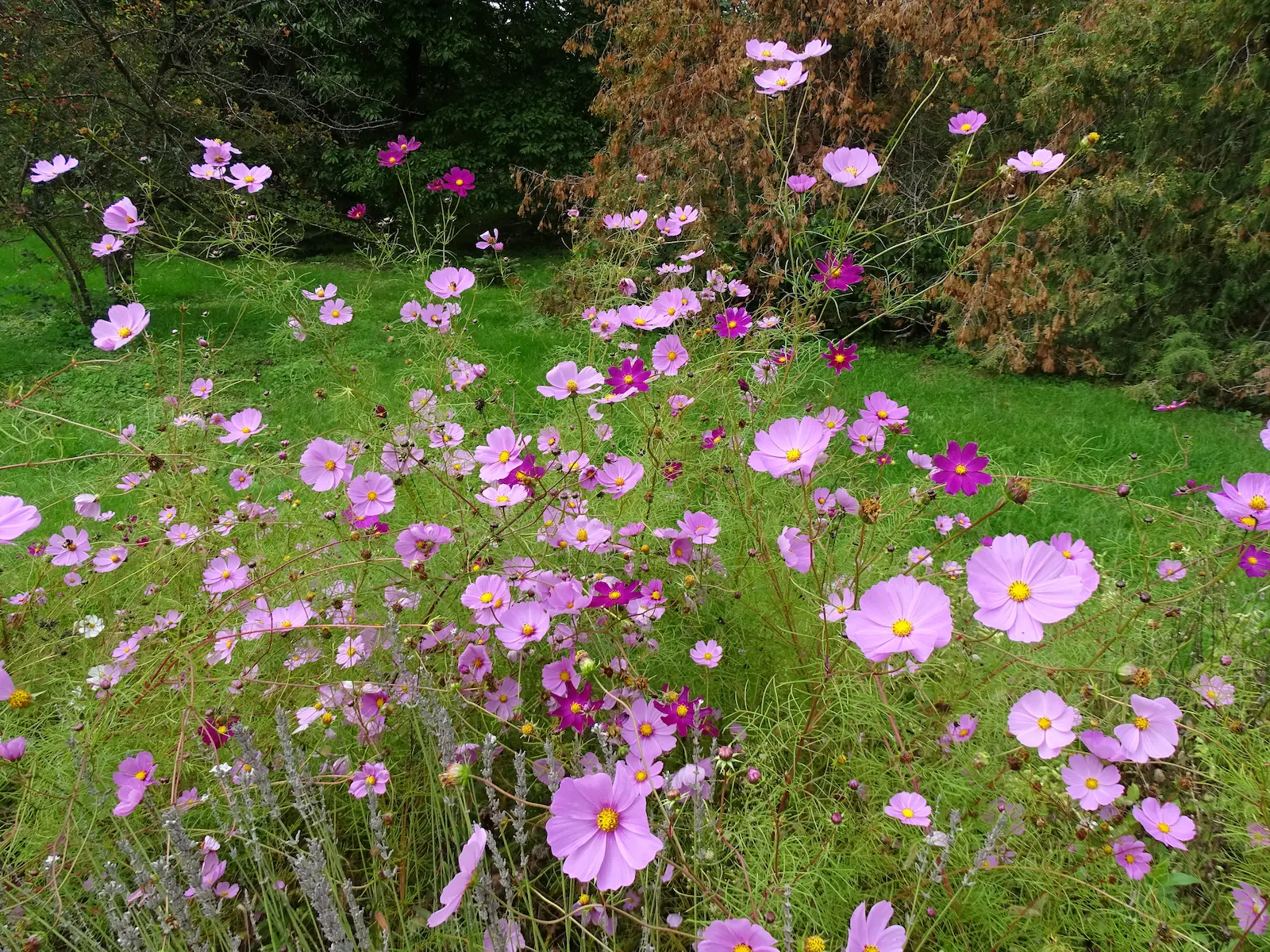 A kép forrása: Unsplash, fotós: Sergio Rota 